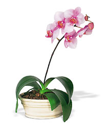 Phalaenopsis Orchid from Arthur Pfeil Smart Flowers in San Antonio, TX